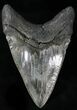 Huge, Glossy Fossil Megalodon Tooth - Serrated #28725-2